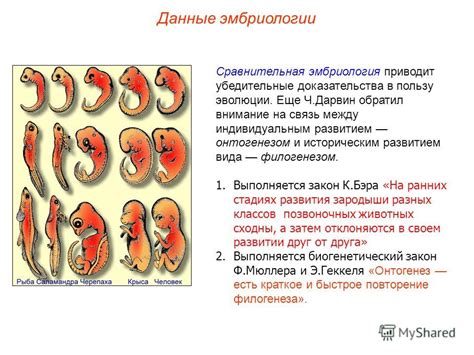 Зачем эмбриология в эволюционных теориях?