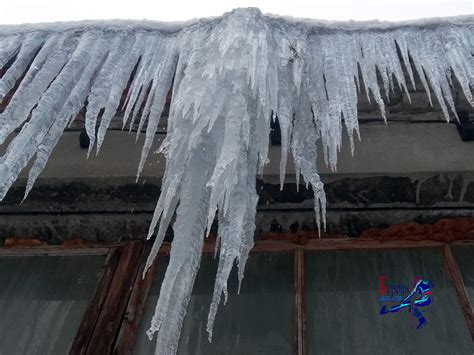 Защита вейгелы от снега и льда