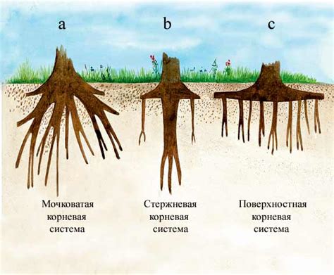 Защита корневой системы растений от перегрева и переохлаждения