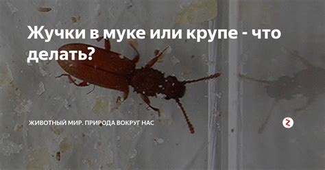 Защита от жучков на кухне