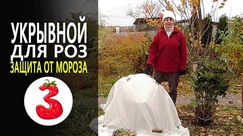 Защита роз от морозов