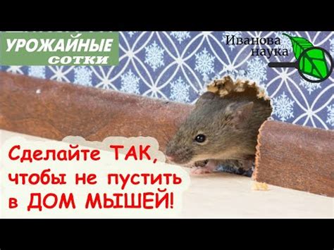 Защитите свой дом от златоглазок