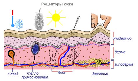 Защитная функция зрачков