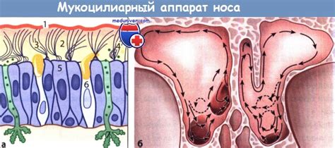 Защитная функция шерсти