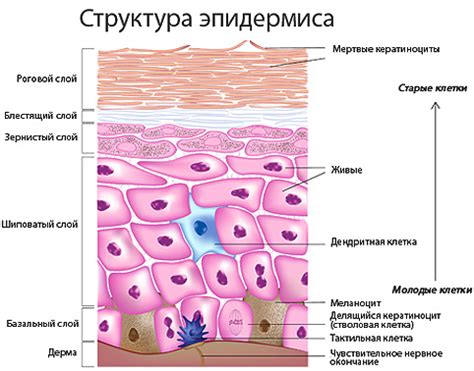 Защитные свойства эпидермиса