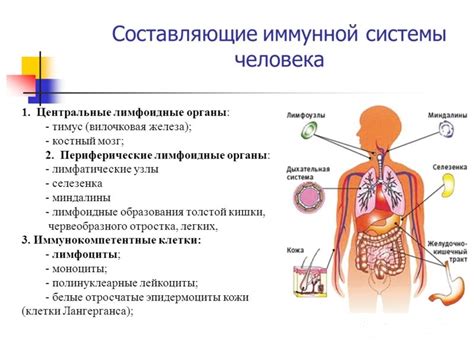 Здоровое состояние кожи и иммунная система