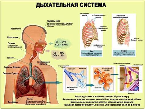 Здоровые функции дыхания