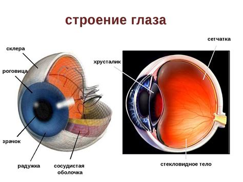 Здоровье глаз коров и его значимость