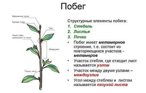 Здоровье листьев и стебля