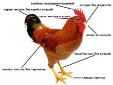 Здоровье уток: основные заболевания и способы их предотвращения