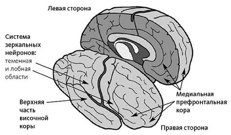 Зеркальные нейроны и эмпатия