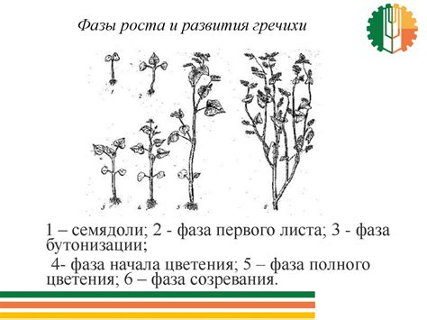 Зимние приготовления гречихи к цветению