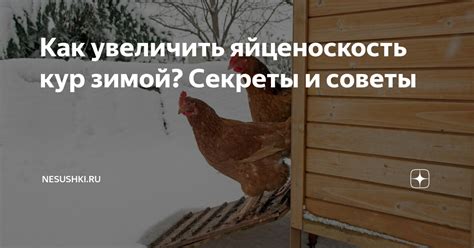 Зимняя яйценоскость кур: советы и рекомендации