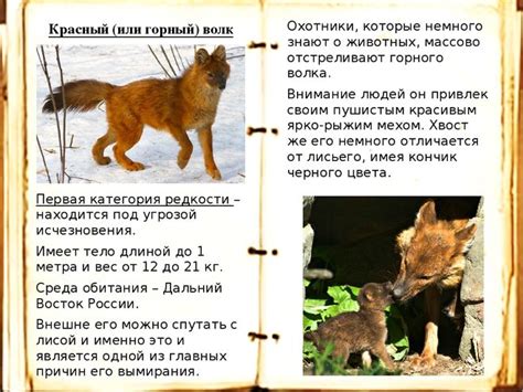 Зимородок: как его дорога в красную книгу началась?