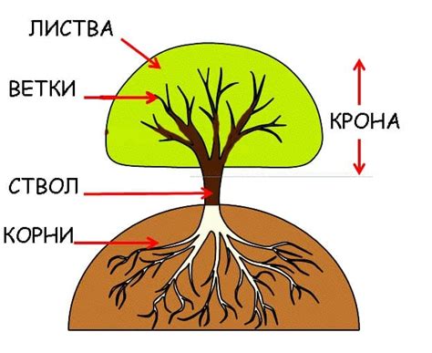 Знакомство с анатомией дерева