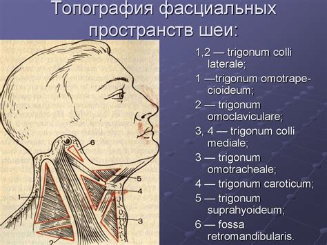 Знакомство с анатомией шеи