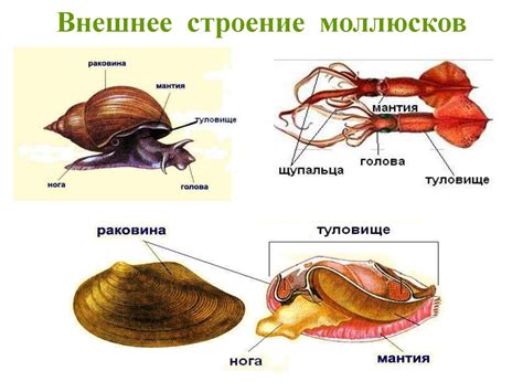 Знакомые черты брюхоногих моллюсков