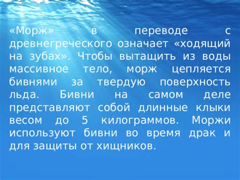 Знаменитые моржи с именами из истории