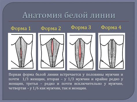 Значение белой линии живота в человеческом организме