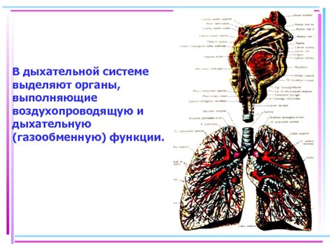 Значение влажности в дыхательной системе