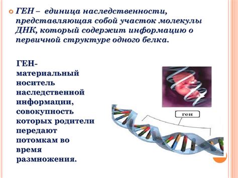 Значение генов в определении склонности к близнецам среди сестер