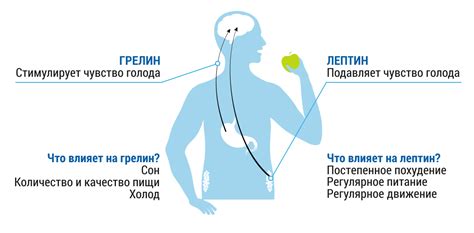 Значение гормона лептина