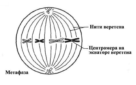 Значение движения центриолей для правильной ориентации деления клетки