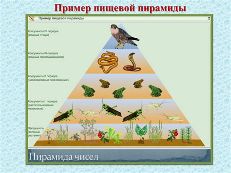 Значение для пищевой цепи