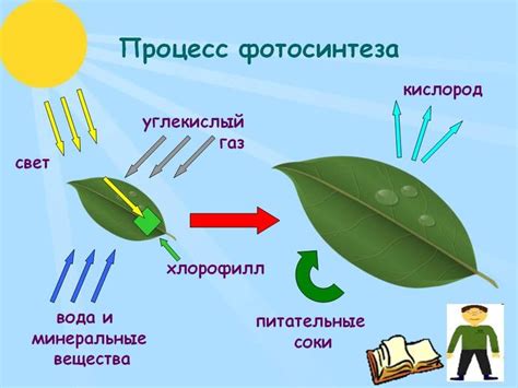 Значение для фотосинтеза