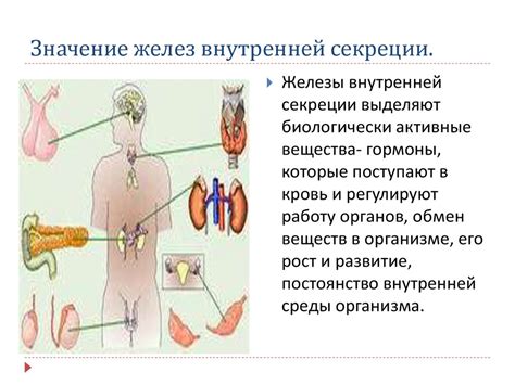 Значение желез смешанной секреции