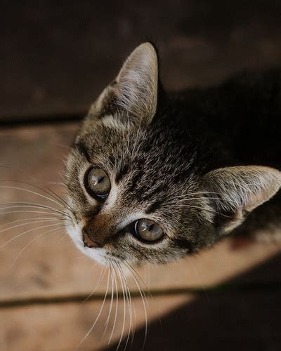 Значение имени кошки-героя