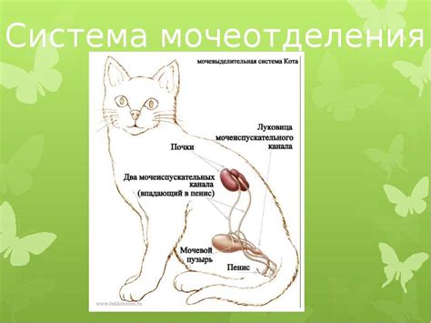 Значение иннервации мочевого пузыря у кошек