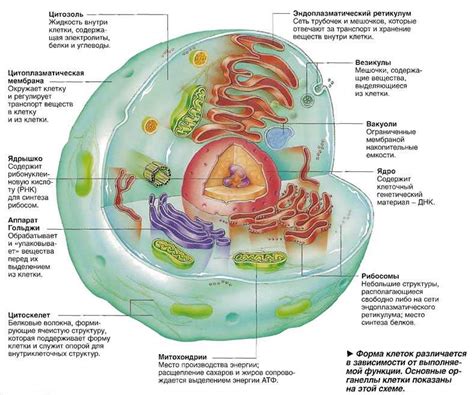 Значение исследований клеток с особыми функциями