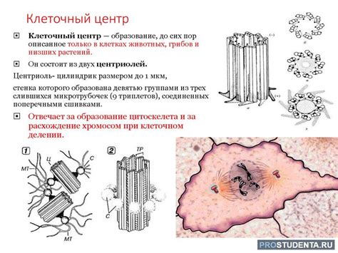 Значение и функции клеточного центра у животных