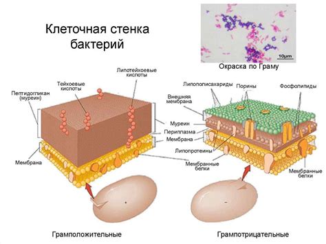 Значение клеточной стенки из целлюлозы у животных