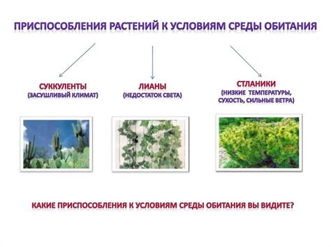 Значение колленхимы в приспособлении растений к стрессовым условиям