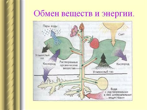 Значение колленхимы в процессе распределения и транспортировки веществ