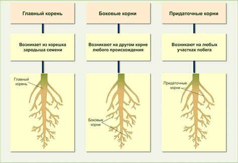 Значение корневой системы