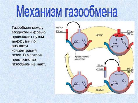 Значение легких в организме