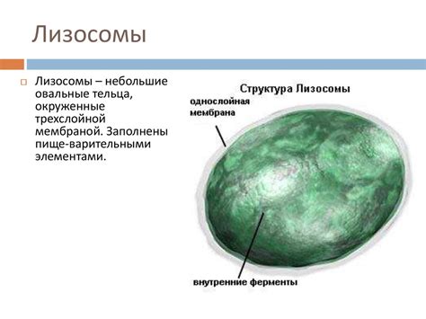 Значение лизосом для клеток животных