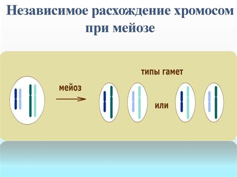 Значение максимальной конденсации хромосом при мейозе