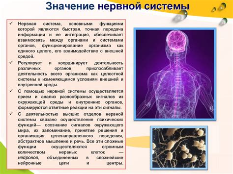 Значение миелиновой оболочки для нервной системы