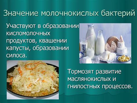 Значение молочнокислых бактерий