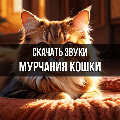 Значение мурчания для котов