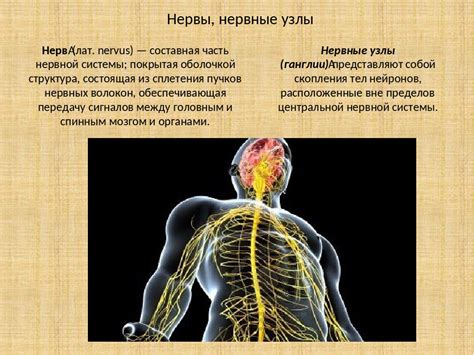 Значение нервной системы для здоровья