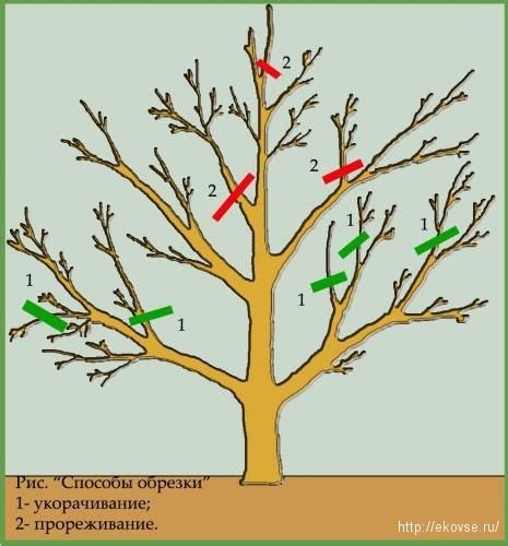 Значение обрезки молодых деревьев