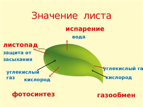 Значение окрашивания листьев для растения