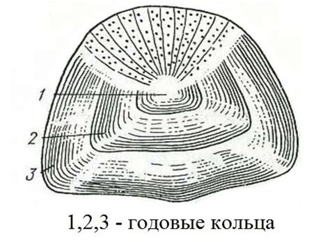 Значение определения возраста рыбы для научных и практических целей