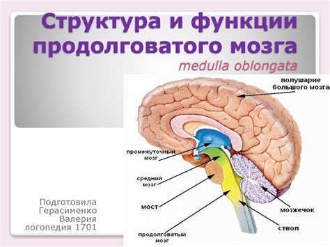 Значение продолговатого мозга