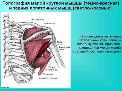 Значение развития лопаточных мышц